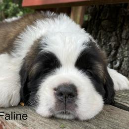 Saint Bernard Puppies from Mount Krumpit Saints