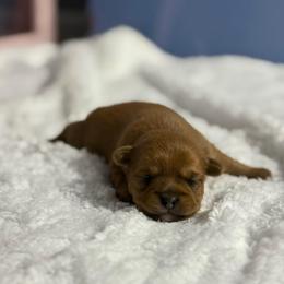 Dewey - Fawn male Companion Cross puppy in Hampton, Virginia from Beach Wave Kennels