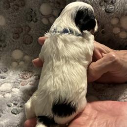 Biewer Terrier Puppies from Moonshadow Biewer Terriers