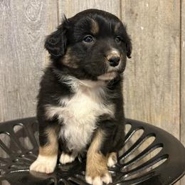 Green Collar Boy - Black tri-color male Australian Shepherd puppy in Van Wert, Ohio from Northwest Ohio Aussies