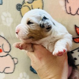 Carol - Blue merle female Australian Shepherd puppy in Ashland, Ohio from SS Australian Shepherds