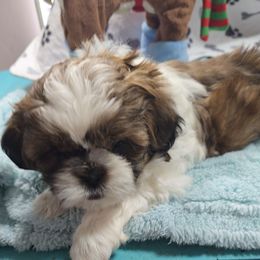 Luna - Liver and white female Shih Tzu puppy in Filer, Idaho from Shih Tzu Kennels