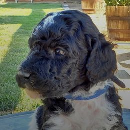 Poodles from Black Paw Ranch