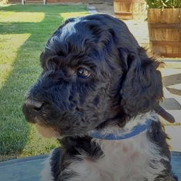 Poodles from Black Paw Ranch