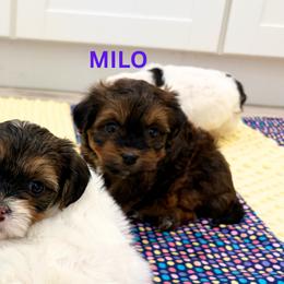 Boy 2 - Red sable male Havanese puppy in Fielding, Utah from LUCKY HAVANESE