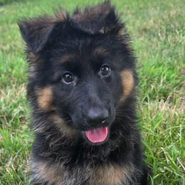 KC - Black and red female German Shepherd puppy in Orrick, Missouri from Schultz's Premium German Shepherds