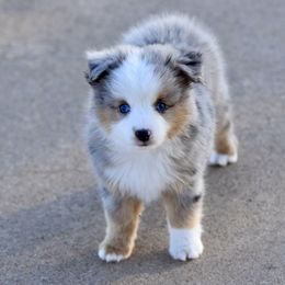 Jeremiah - Blue merle male Toy Australian Shepherd puppy in Wichita Falls, Texas from Shooting Stars Ranch Toy and Mini Aussies