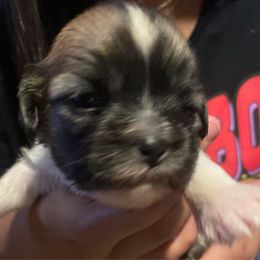 Girl 1 - Brindle female Lhasa Apso puppy in Fort Worth, Texas from Sheri's Lhasa Apso Puppies