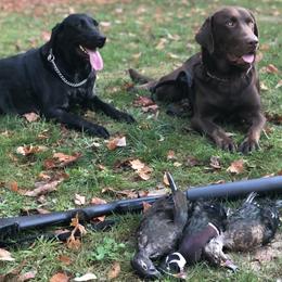 Labrador Retrievers from Mineau’s Farm Labrador Retrievers