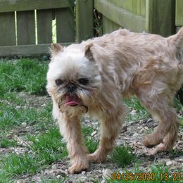 Barrett - Brussels Griffon