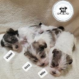 Miniature Schnauzer Puppies from Little Schnauzer Paws