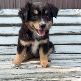 Splash - Black tri male Miniature Australian Shepherd puppy in Licking, Missouri from Burnett Aussies