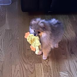 Bear - Tri-colored male Pomeranian puppy in Randleman, North Carolina from Luxurious Poms