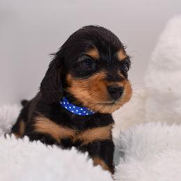 Blue collar female - Black and tan female Dachshund puppy in Maurice, Louisiana from Hart Dachshunds