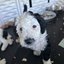 Bernedoodle Puppies from Bernedoodle Bliss