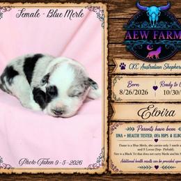 Elvira - Blue merle female Australian Shepherd puppy in Citra, Florida from AEW Farm