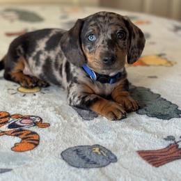 Dachshund Puppies from Wonderland Weenies