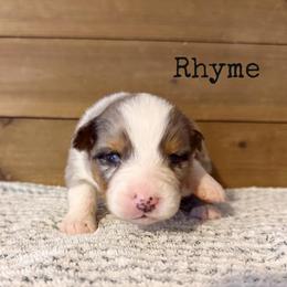 Rhyme - Blue merle male Australian Shepherd puppy in Kearney, Nebraska from Helix Aussies