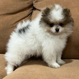 Buffy - Tri-colored female Pomeranian puppy in Jefferson City, Missouri from MJ’s Pomeranians