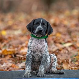 German Shorthaired Pointer and Vizsla Puppies from Nosam Kennels