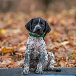 German Shorthaired Pointer and Vizsla Puppies from Nosam Kennels