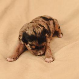 Aussiedoodle, Australian Labradoodle, Bernedoodle, and Golden Retriever Puppies from Golden Light Puppies