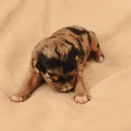 Aussiedoodle, Australian Labradoodle, Bernedoodle, and Golden Retriever Puppies from Golden Light Puppies