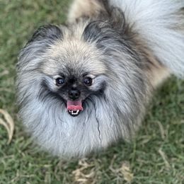 Sterling - Pomeranian