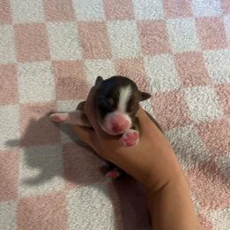 Jolene - Red tri-color female Australian Shepherd puppy in Mcmillan, Michigan from Hall-N-Auss Australian shepherds