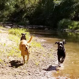 Labrador Retriever Puppies from Roxanne Lee