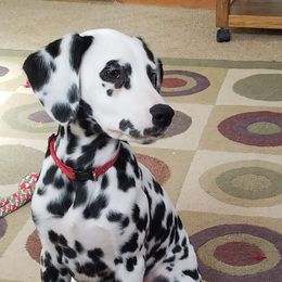 Dalmatians from Hillcreek Dalmatians