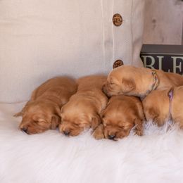 Golden Retriever Puppies from SK Golden Retrievers