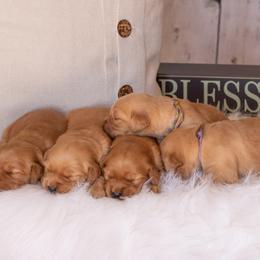 Golden Retriever Puppies from SK Golden Retrievers