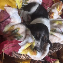 Boy 2 - Black brown and white male Basset Hound puppy in Manteca, California from AKC Basset Hounds Puppy