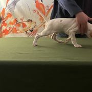 Pointer Puppies from Lake Effect