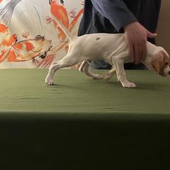 Pointer Puppies from Lake Effect