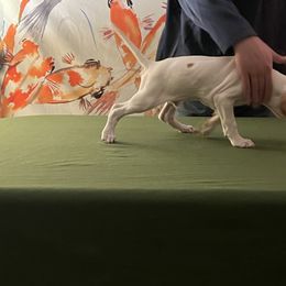 Pointer Puppies from Lake Effect