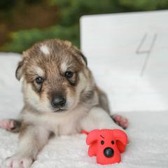Tamaskan Puppies from Ageli Lykon
