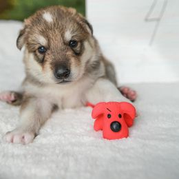 Tamaskan Puppies from Ageli Lykon