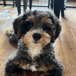 Bernedoodle, Cockapoo, and Goldendoodle Puppies from Danie’s Darling Doodles LLC