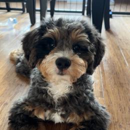 Bernedoodle, Cockapoo, and Goldendoodle Puppies from Danie’s Darling Doodles LLC