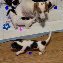 Dachshund Puppies from Matalik’s Mini’s