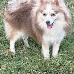 Mini Pearl - Pomsky