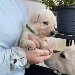 Groot - White male German Shepherd puppy in Perkasie, Pennsylvania from Twila Ruth Herot