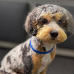 Brock - Merle male Cockapoo puppy in Lebanon, Kentucky from Mosaic Merle Doodles