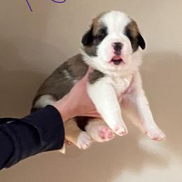 Girl 1 - Red and white female Saint Bernard puppy in New Sharon, Maine from Kimball Pond  Saint Bernards