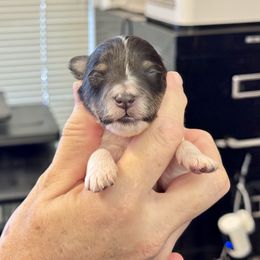 CHW Tri colored face - White and black female Shetland Sheepdog puppy in Abilene, Texas from Double Dare Shelties
