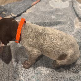 Orange - Liver and white male German Shorthaired Pointer puppy in Biloxi, Mississippi from Burch legacy kennels