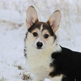 Brier - Pembroke Welsh Corgi