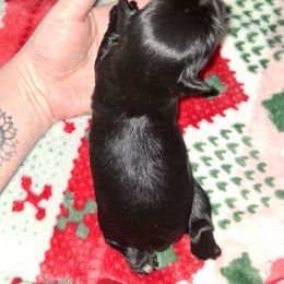Belle - Black female Miniature Schnauzer puppy in Gonzales, Louisiana from Majestic Marvels Schnauzers
